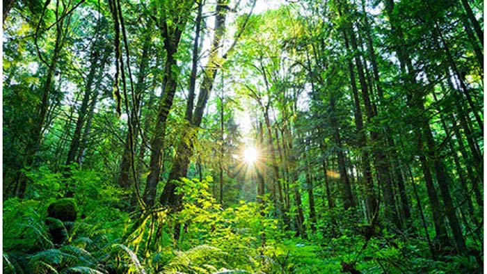 Forest thumbnail